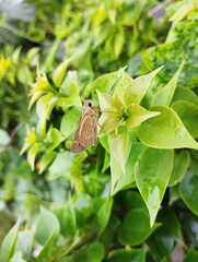 butterfly on a leaf