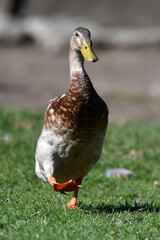 Laufente // Runner duck (Anas platyrhynchos domesticus)