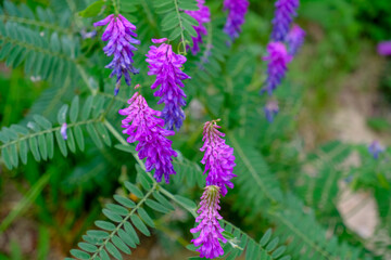 Purple wildflowers across green leaves close-up in the meadow. Natural background. 