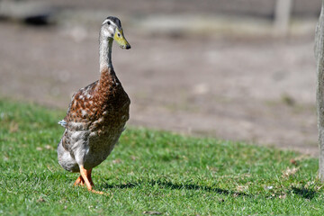 Runner duck // Laufente  (Anas platyrhynchos domesticus)