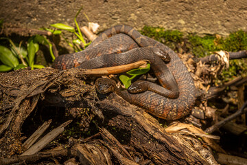 Northern Brown Water Snakes breeding
