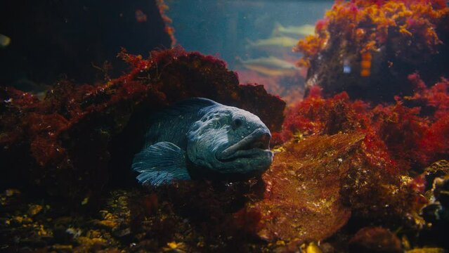 Close-up Footage Of An Atlantic Wolffish Partly Hiding Under A Reef Waiting On Its Prey