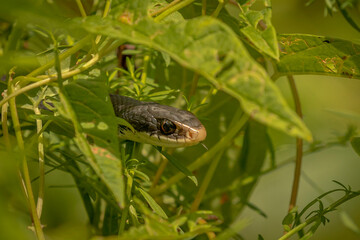 Ribbon Snake hiding in the foliage