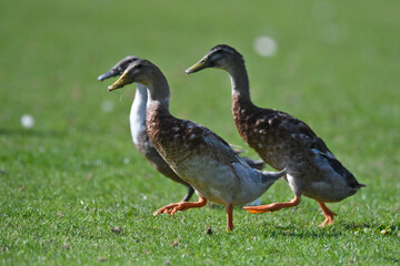 Runner duck // Laufente  (Anas platyrhynchos domesticus)