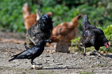 Aaskrähe, Rabenkrähe (Corvus corone) frisst Brot auf einen Hühnerhof