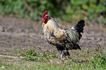 Deutsches Lachshuhn (Gallus gallus domesticus) // German rooster 