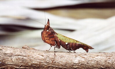 A closeup of a Pale Swallowtail Papillio on a twig