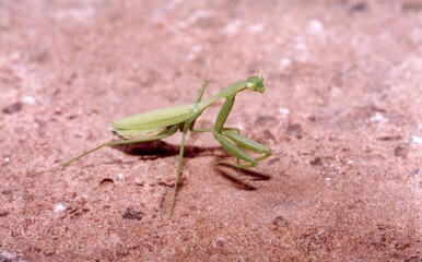 A green Mantis on the floor