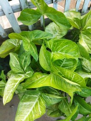 green leaves background