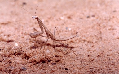 A closeup of a Statilia Maculata
