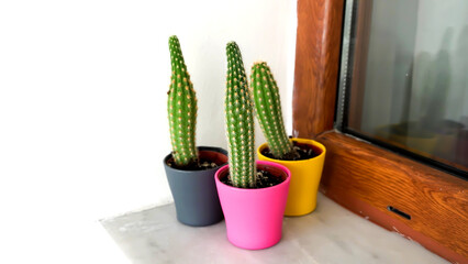 Three Home Style Little Decorative Cactuses