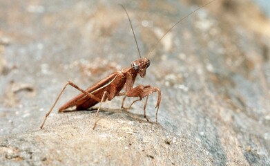 A close up of an Amantis on the ground