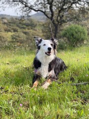 border collie puppy
