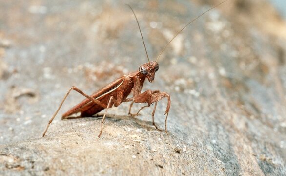 A close up of an Amantis on the ground