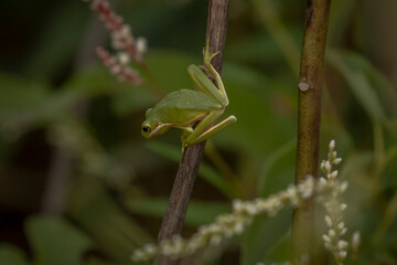 Green Treefrog ready to jump from a plant stem