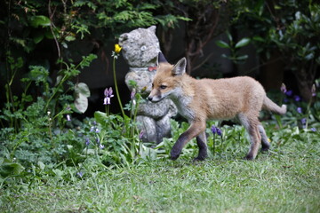 Fox cubs emerging from their den to play in a garden