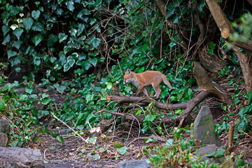 Obraz premium Fox cubs emerging from their den to play in a garden