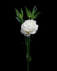 White eustoma Lisianthus flower with green leaves and buds isolated on black background.