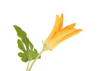Blooming zucchini flower with green leaves on a white background.
