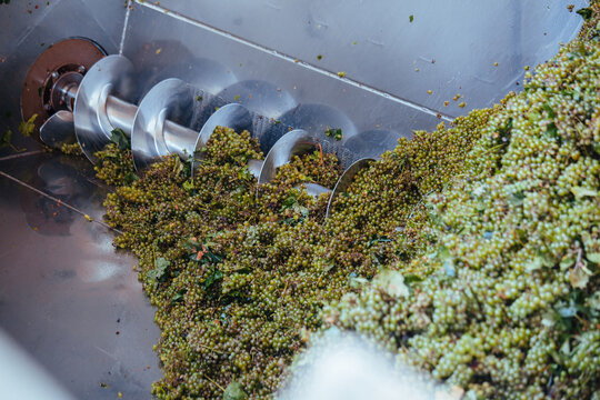 Green grapes in auger grape transportation machinery in modern winery