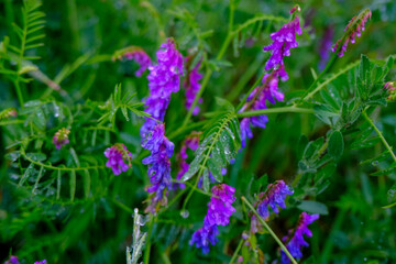 Purple wildflowers across green leaves close-up in the meadow. Natural background.