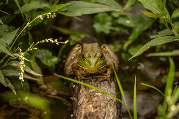 Bullfrog sits on a log
