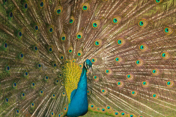 Fototapeta premium Colored Wings of the Peacock, Uskudar Istanbul, Turkey