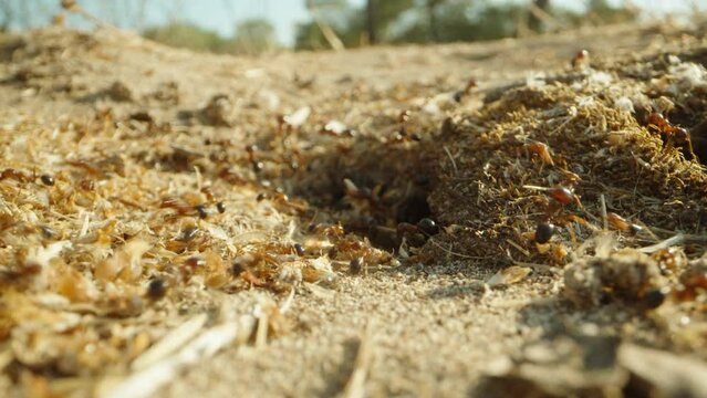 A large colony of ants carry branches to their anthill. Dolly slider extreme close-up.