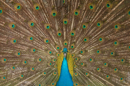 Colored Wings of the Peacock, Uskudar Istanbul, Turkey