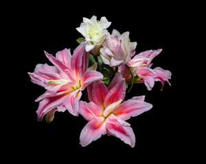 Pink-white lily flowers with green leaves isolated on black background, elegant bouquet.