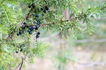 
Evergreen shrub. Berries of wild juniper.