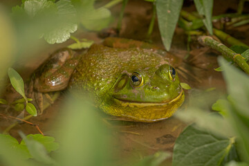 Large Bullfrog hides in the reed
