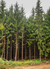 Fototapeta premium View on the tall pine trees in the forest