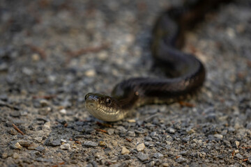Black Rat Snake slithers on the trail