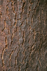 Oak bark texture