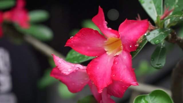 Beautiful red adenium obesum flower, adenium arabicum, nerium obesum, adenium multiflorum, lili impala, adenium swazicum, the rose of desert.