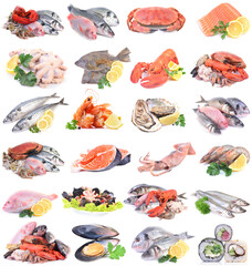 Seafood on a white background