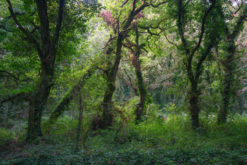 A large amount of low vegetation covers the floor of an oak forest