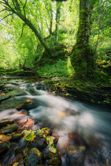 Beautiful specimens of maple grow on the banks of a river