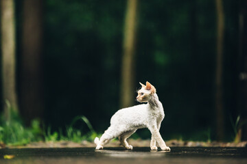 Amazing Happy Pets. Devon Rex Cat With White Fur Color On Walkway Under Rain. Beautiful Playful Curious Funny Cute Devon Rex Cat Walking Looking Back. Blue Eyes. Grace Of Cats.