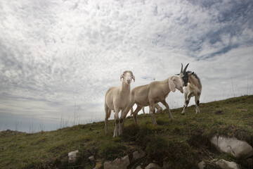 Obraz na płótnie Canvas goats in the mountains