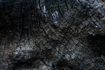 Fototapeta premium burnt wood