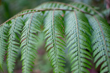 fern leaf in the forest