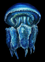 Crystal blue jellyfish with long tentacles. Watercolor drawing of sea creatures isolated on black background.
