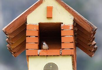 bird house on a chimney roof