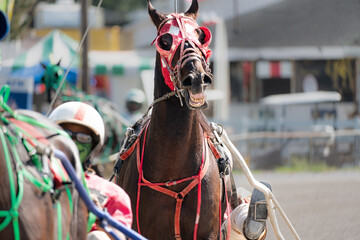 Close up of a red horse in a harness race, running a close second place. Horse racing in Tennessee.