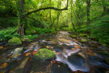 Naklejka na ściany i meble Stream runs through a lush forest of oak and chestnut tree