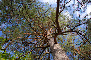Fototapeta premium les arbres