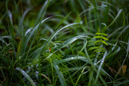 grass with rosi drops