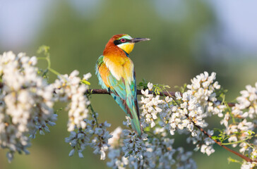 beautiful wild bird on a flowering branch